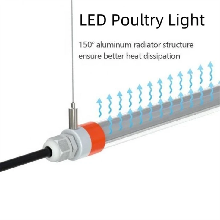 Chicken Egg Laying Light Requirements 1