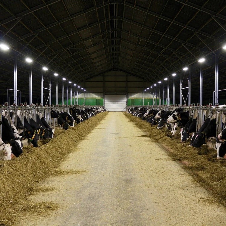 Cow led lamp Cow led lamp